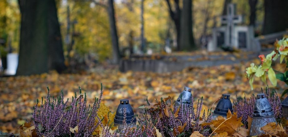 Bild Pflanzen auf Friedhof